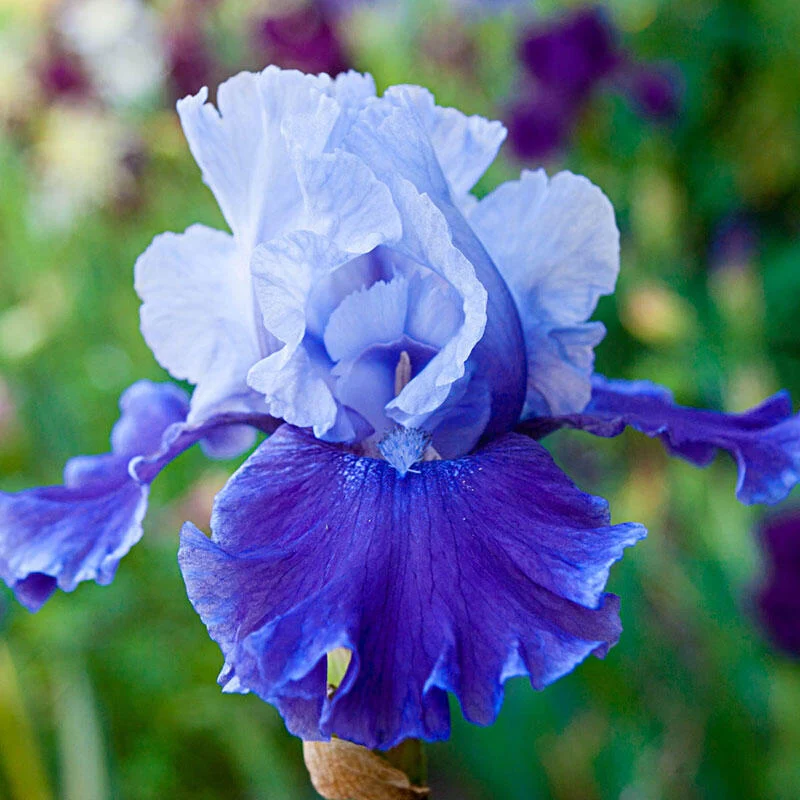 Mariposa Wizard Reblooming Bearded Iris 1 963-mariposa-wizard-reblooming-bearded-iris-1.webp