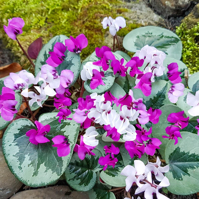Christmas Tree Pattern Hardy Winter-Blooming Cyclamen