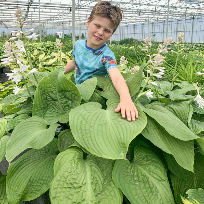 973-lakeside-maverick-hosta-1.webp