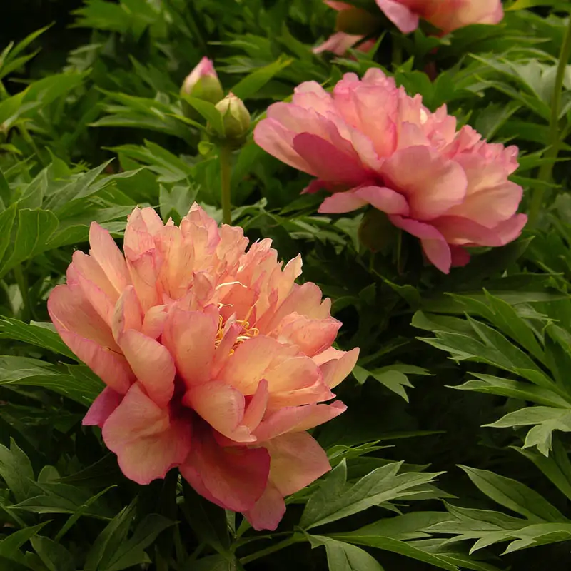 Kopper Kettle Itoh Peony