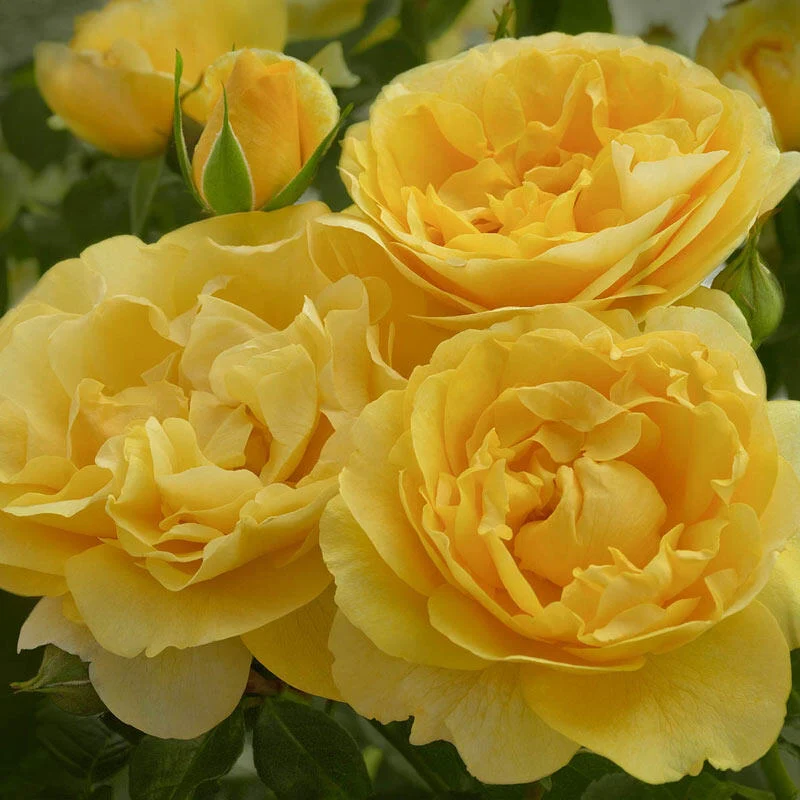 Happy Go Luckyâ¢ Grandiflora Rose