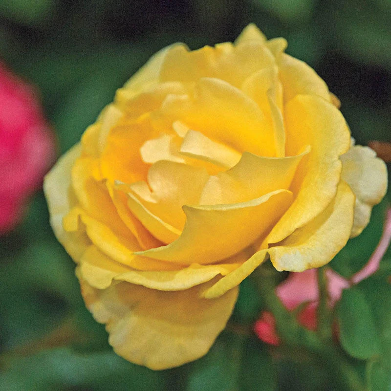 Happy Go Lucky⢠Grandiflora Rose
