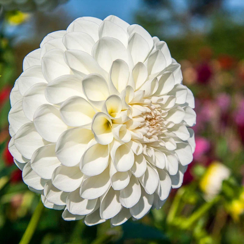 Boom Boom White Dahlia 1 978-boom-boom-white-dahlia-1.webp