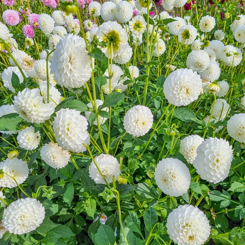 978-boom-boom-white-dahlia-1.webp