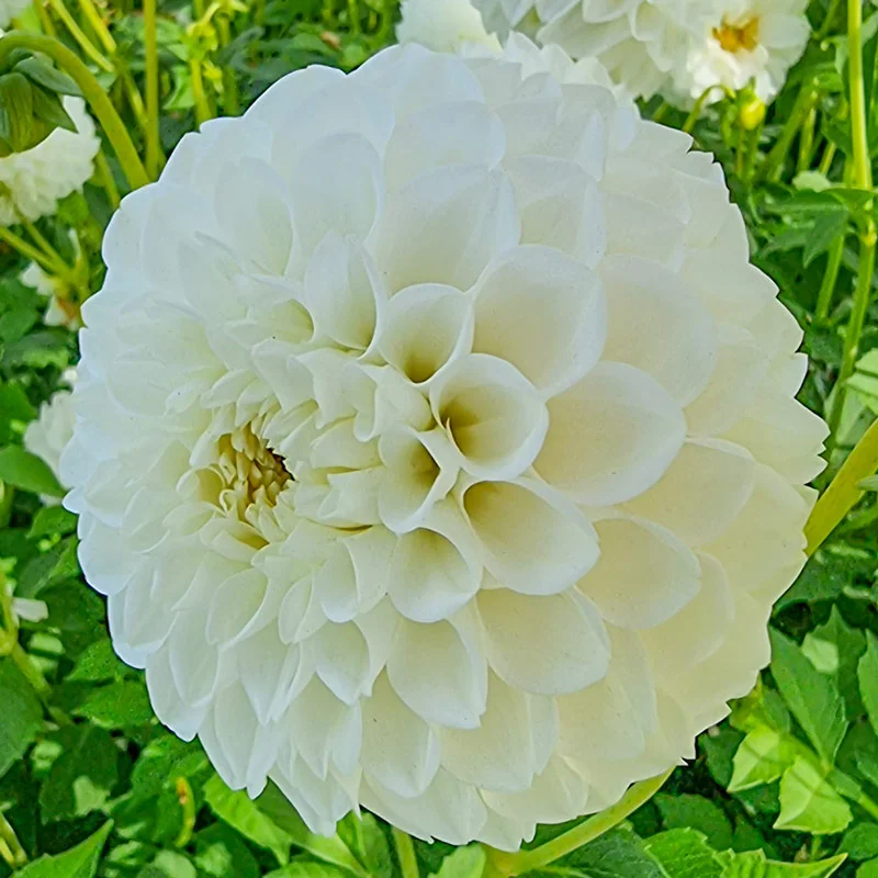 978-boom-boom-white-dahlia-1.webp
