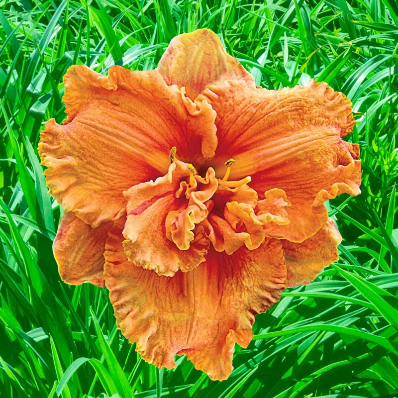 979-double-persimmon-reblooming-daylily-1.webp