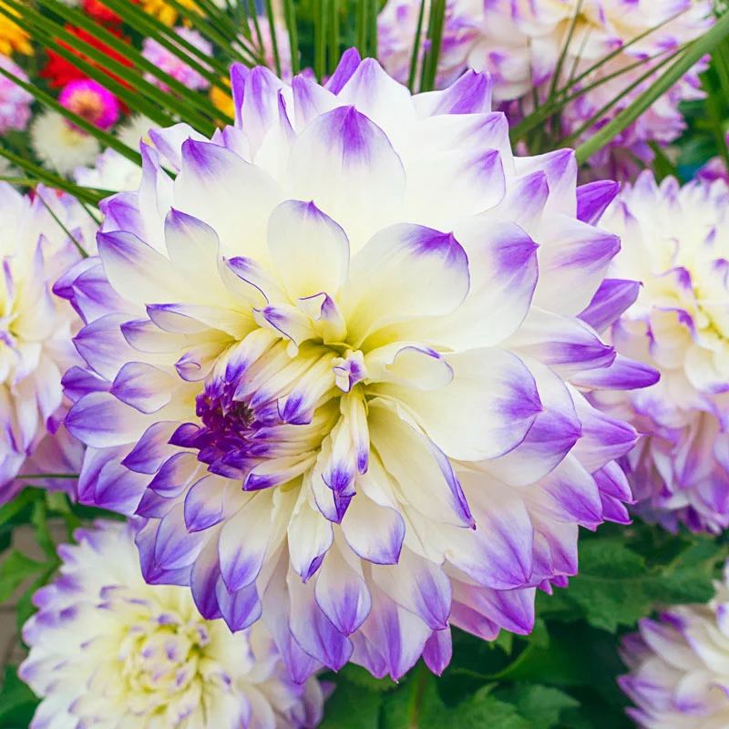 Hapet Blue Eyes Dahlia 1 986-hapet-blue-eyes-dahlia-1.webp