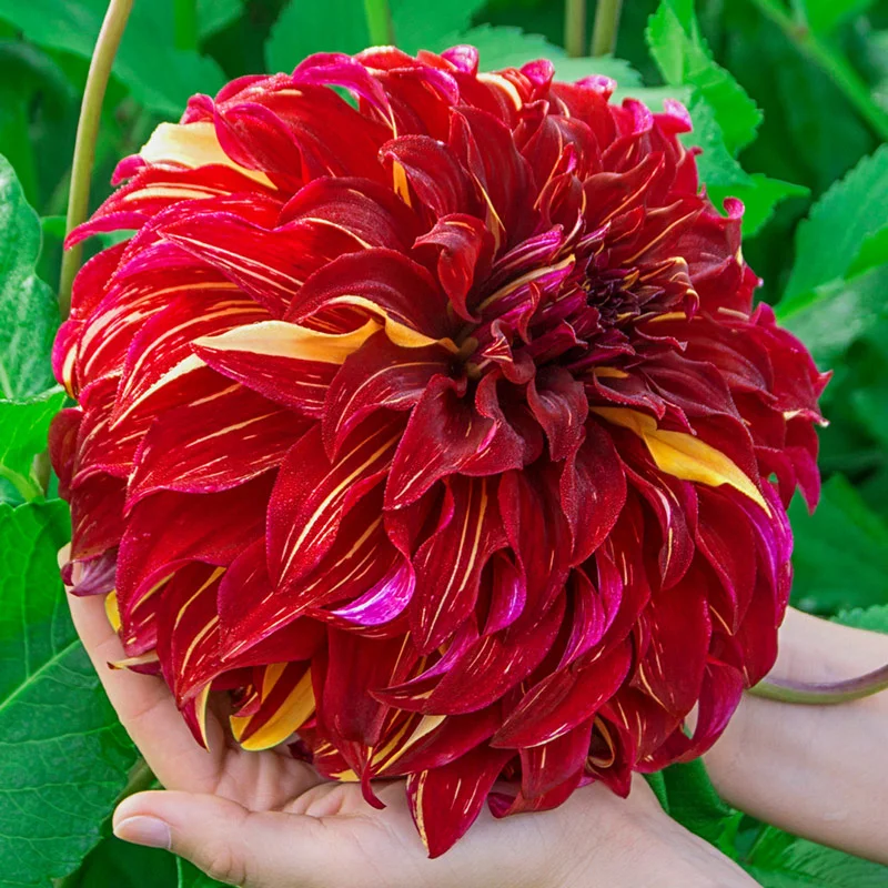 987-bohemian-spartacus-dahlia-1.webp