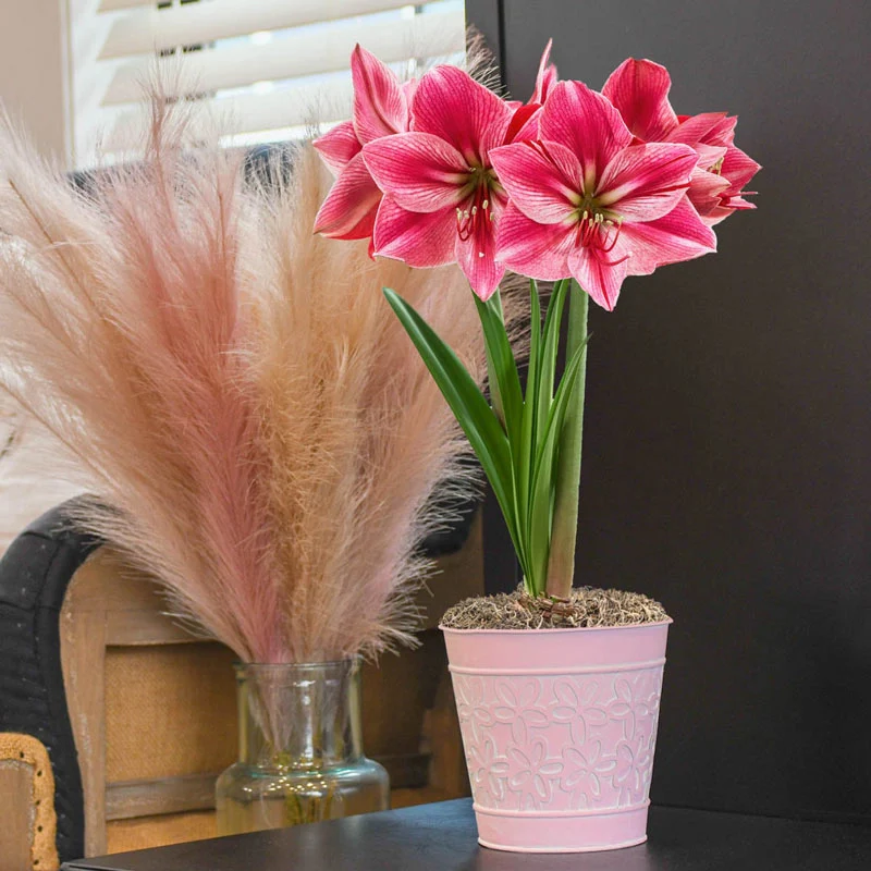 Gervase Single Amaryllis