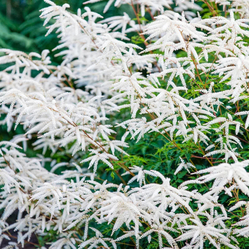997-horatio-goatsbeard-1.webp